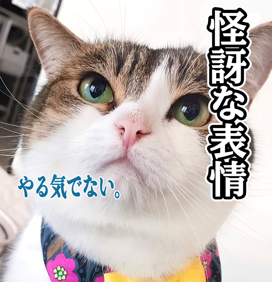 ひさこちゃん確認用 ひさこちゃん確認用