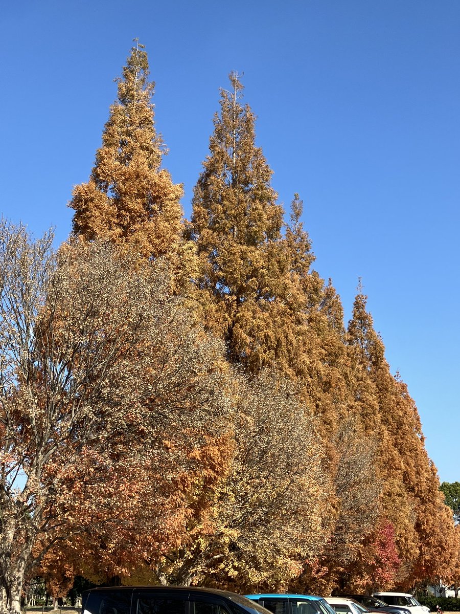 toban_kobenp's tweet image. 青空と紅葉
#神戸新聞　#兵庫県　#高砂市