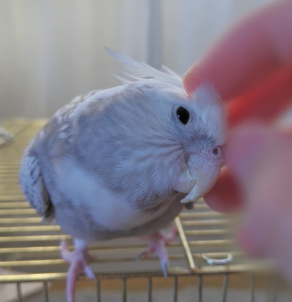 モカちゃん、そろそろお昼にしましょうね〜🤤🐦️
#オカメインコ
#インコ
#ランチ