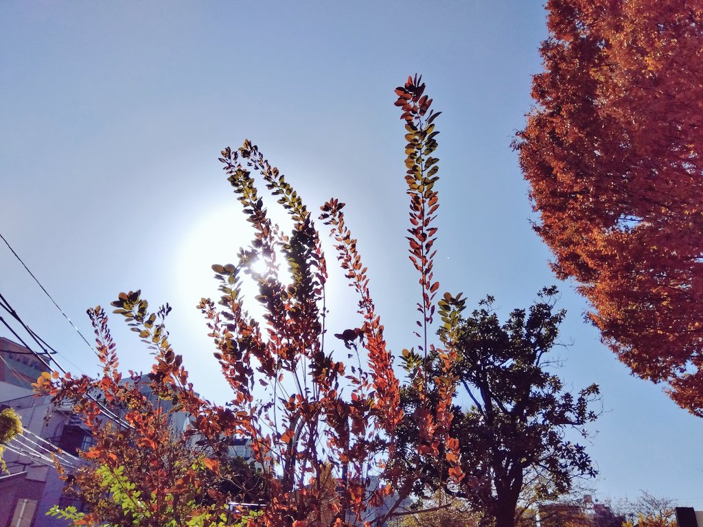 Post by ミカ on X: スモークツリー