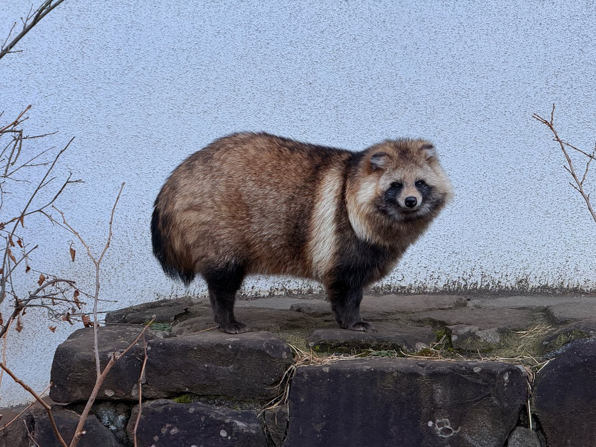 ezotanuki_assoc's tweet image. ブームで終わらせません…タヌ🐾

#エゾタヌキ
#エゾタヌキ協会