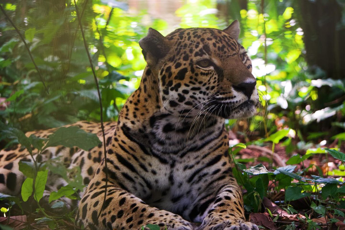 The Belize Zoo and Tropical Education Center tweet media