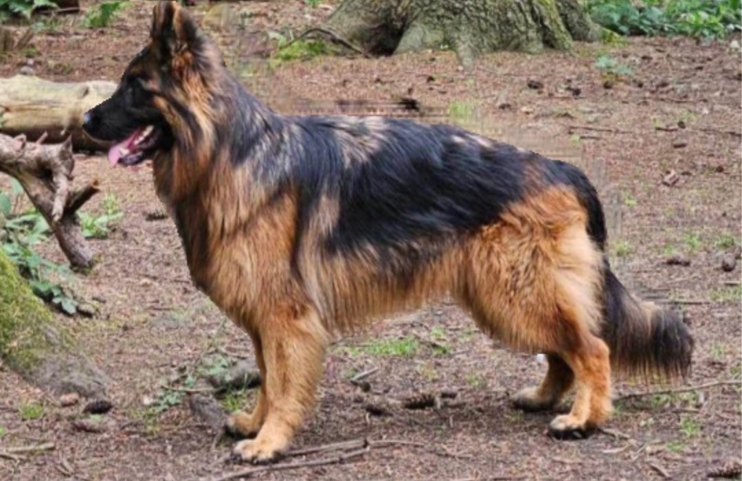 MissingPetsGB's tweet image. *Possible sighting of BREEZE🙏
Near Sherwood Forest 
But not confirmed
Please can everyone share Breeze to all areas around #Mansfield 
If anyone lives in the area 
Please can you print off this poster and put it up around your area 
Thank you 🙏 
#stolendoghour