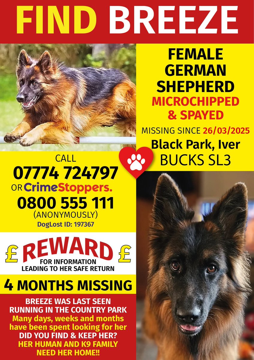 MissingPetsGB's tweet image. *Possible sighting of BREEZE🙏
Near Sherwood Forest 
But not confirmed
Please can everyone share Breeze to all areas around #Mansfield 
If anyone lives in the area 
Please can you print off this poster and put it up around your area 
Thank you 🙏 
#stolendoghour