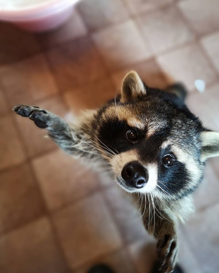 ShouldHaveRacc's tweet image. uppies?