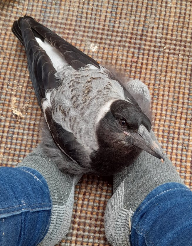 agvocate_au's tweet image. Some people have lap dogs.

When I get in from work &amp;amp; take my boots off 
I have a sock pie.