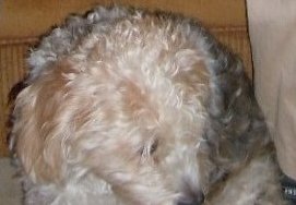 Opposite. My hamster died of old age. My dog was mauled while my family and I were on vacation. Had her cheek torn off and couldn't properly eat or drink so she was put down.