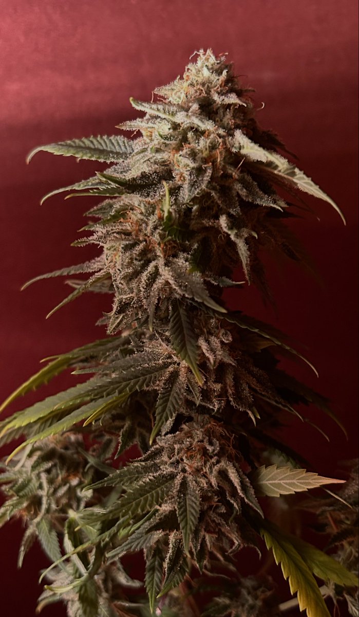 Sin City Kush
(LVPurple Kush x Snowdawg)

This was the 2nd clone my wife and I ever bought together out of VT. It’s one of our originals and all time favorites. 

Pheno #2 is Sweet grapes 🍇 , Gas⛽️ and Kush🔥 rolled into one. 

Grown with <a href="/VIVOSUN/">Vivosun.official</a> and <a href="/Impellobio/">Impello Biosciences</a>