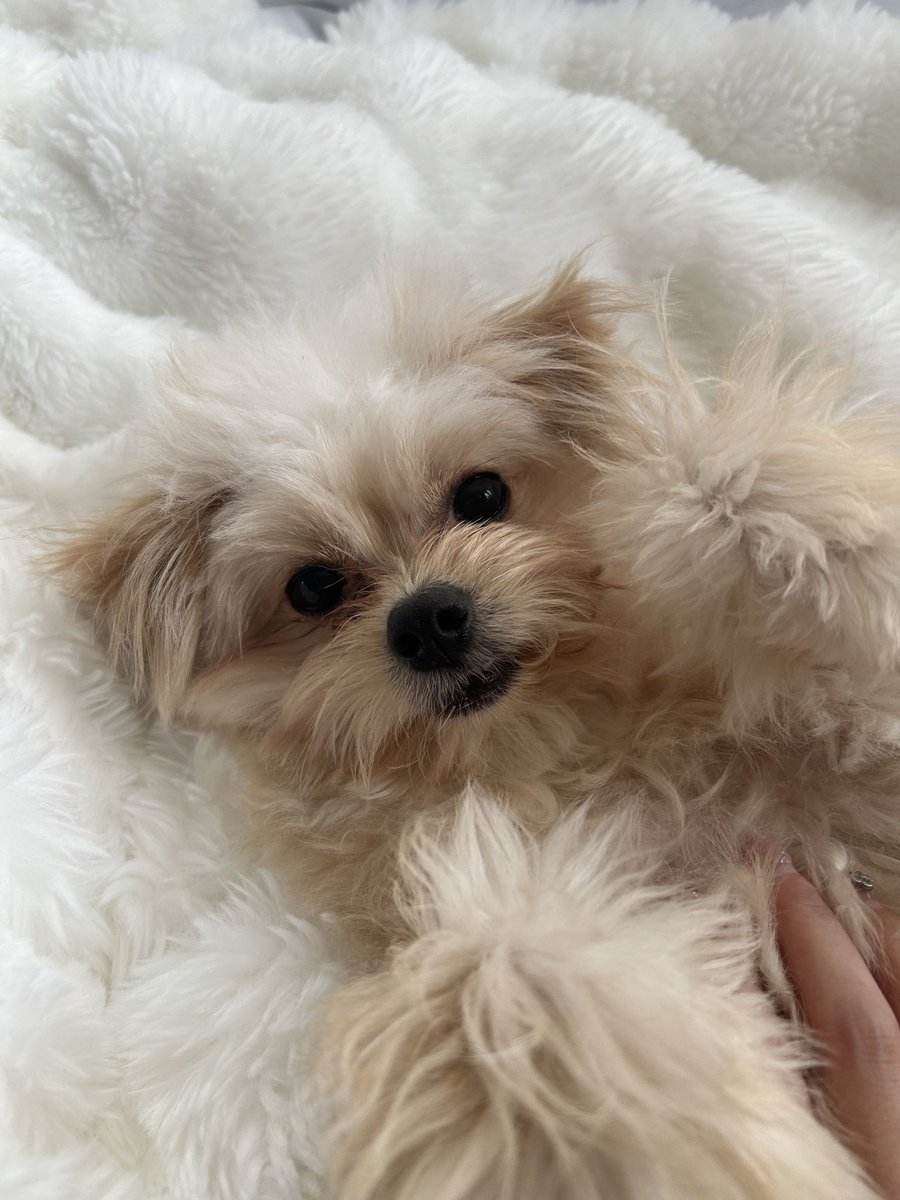 pomapoo_al's tweet image. おはよう☀もふもふちゃん

#pomapoo
#犬のいる暮らし
#犬好きさんと繋がりたい
#子犬
#dog
#ポメプー