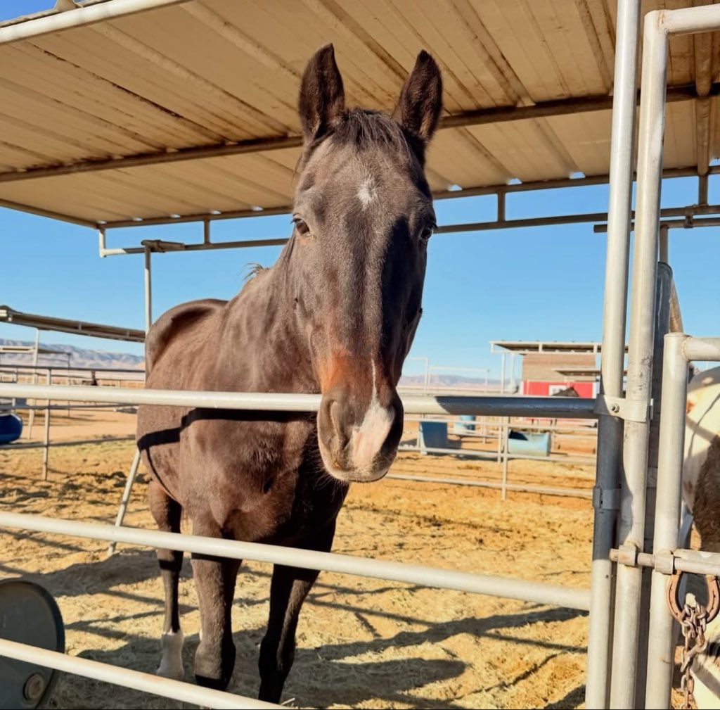 Wildatharthorse's tweet image. Cabrio is one of the sweetest souls you’ll ever meet! 🥰💛 This handsome Holsteiner boy truly does it all: he hits the trails w/ confidence, pops over jumps w/ ease, &amp;amp; strolls along!
At 17, Cabrio has so much heart to give, &amp;amp; he’s ready to share it with his forever family. 
🥰🐎