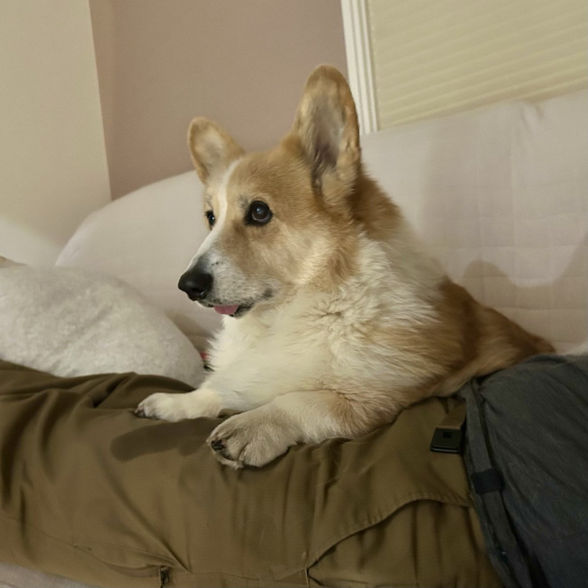 lupinus_t's tweet image. ヨダレだらけになっているのですが…

#コーギー #corgi #dog #ハイシニア #北海道コーギー #犬との暮らし #犬のいる生活 #コーギーのいる暮らし  #むぎん家