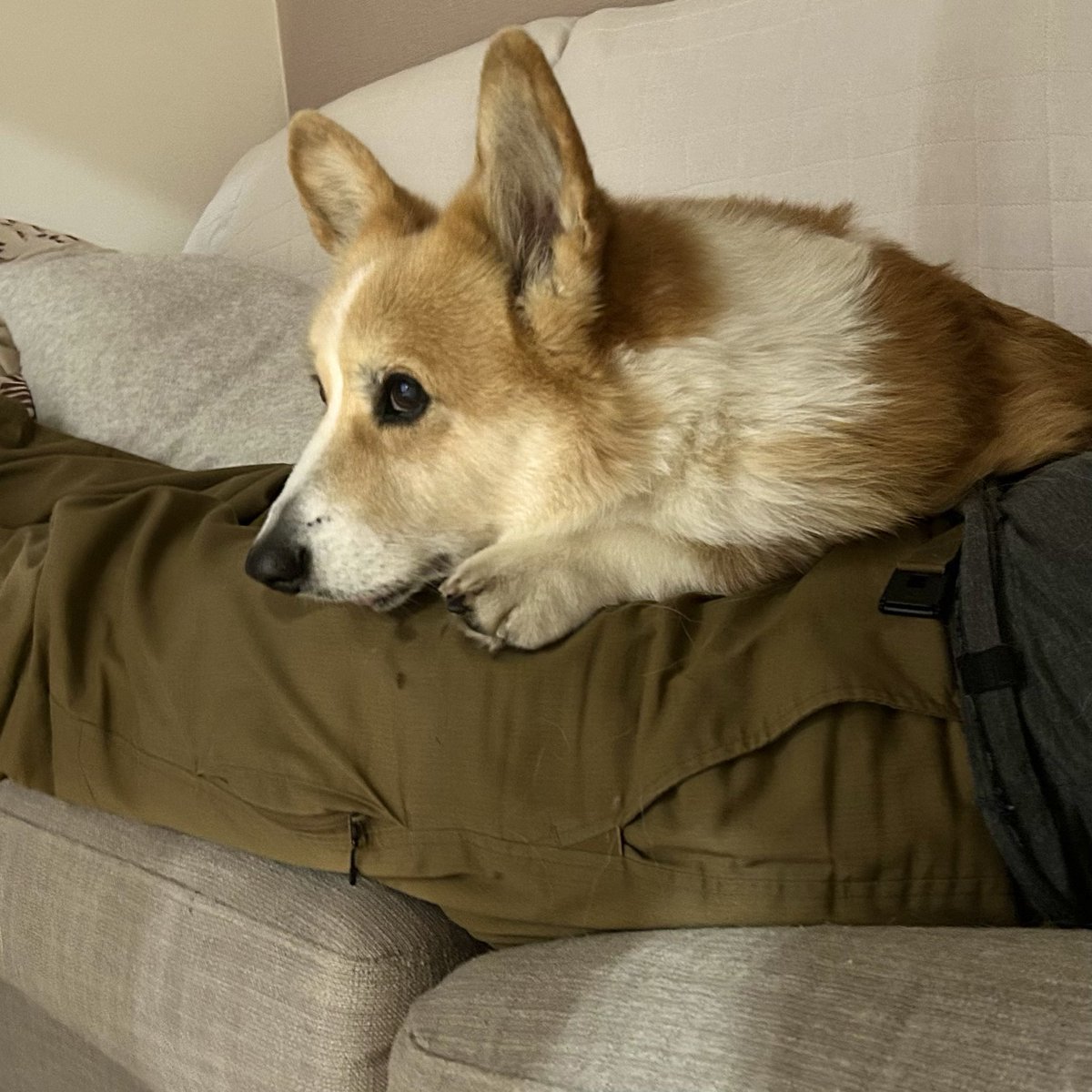 lupinus_t's tweet image. ヨダレだらけになっているのですが…

#コーギー #corgi #dog #ハイシニア #北海道コーギー #犬との暮らし #犬のいる生活 #コーギーのいる暮らし  #むぎん家