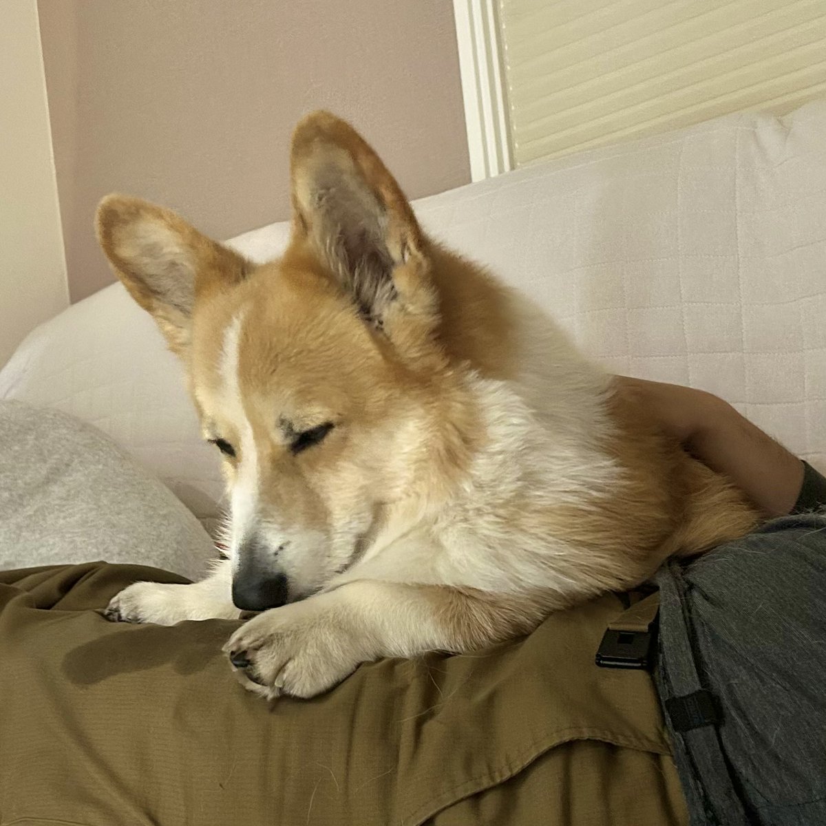 lupinus_t's tweet image. ヨダレだらけになっているのですが…

#コーギー #corgi #dog #ハイシニア #北海道コーギー #犬との暮らし #犬のいる生活 #コーギーのいる暮らし  #むぎん家