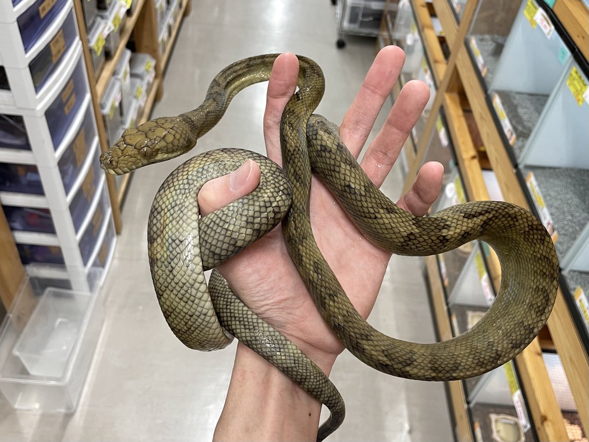 2階新入荷】 ・ハルマヘラパイソン ・ミナミシロクチニシキヘビ