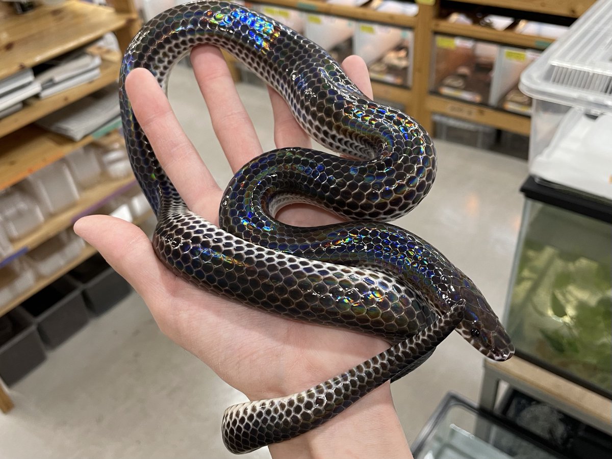 2階新入荷】 ・ハルマヘラパイソン ・ミナミシロクチニシキヘビ