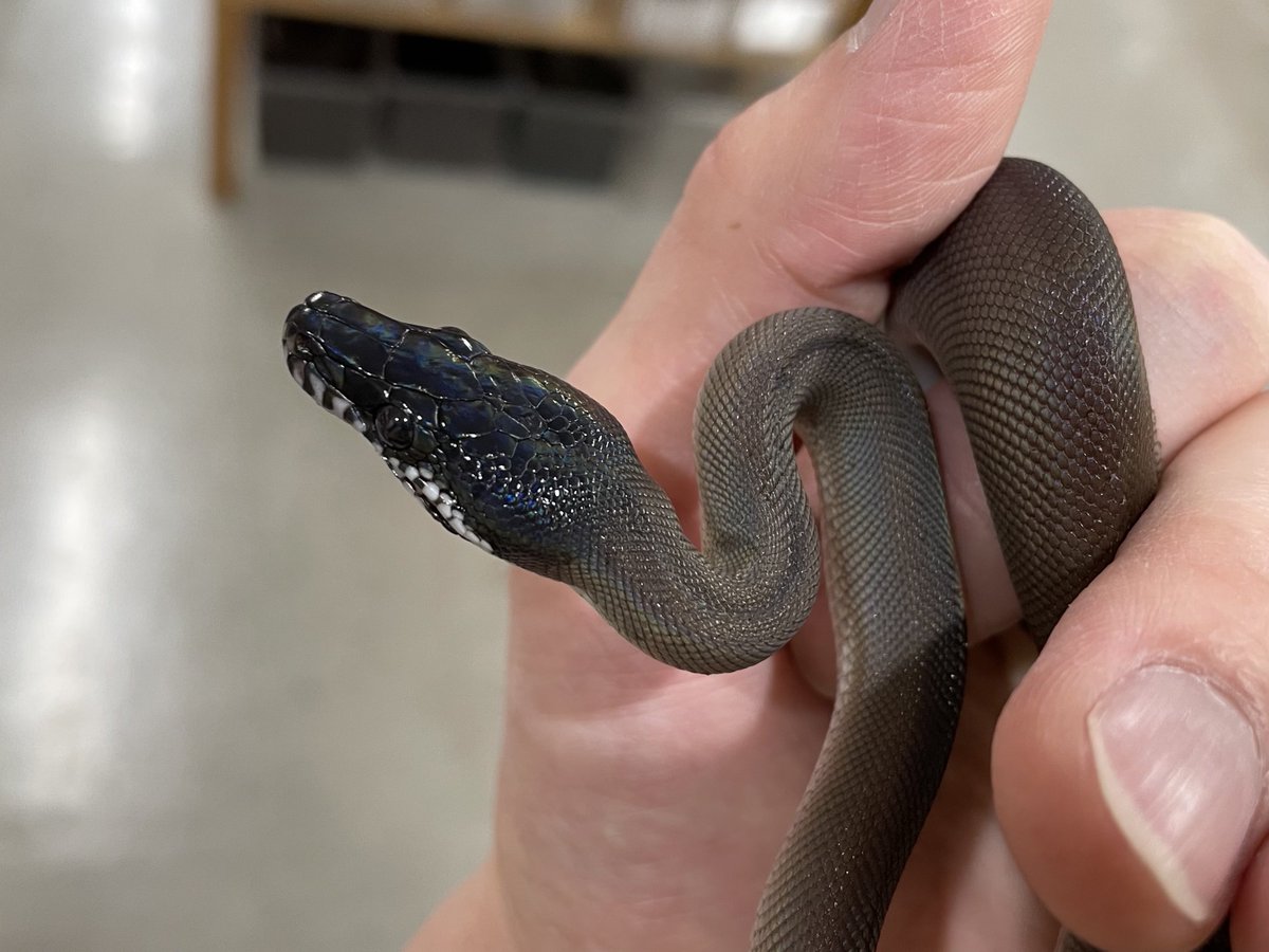 2階新入荷】 ・ハルマヘラパイソン ・ミナミシロクチニシキヘビ