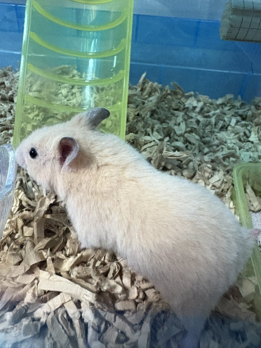 お迎えしました。
ハムハム〜🐹