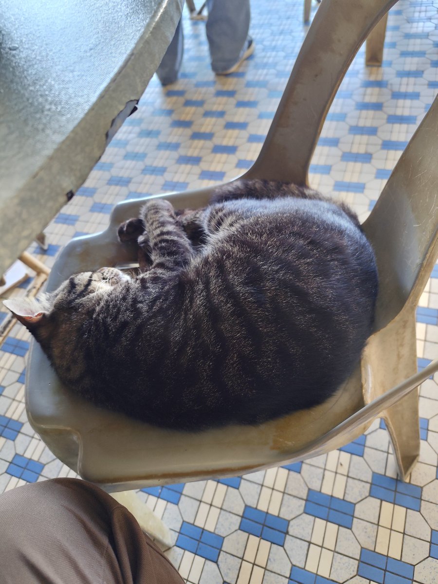 JV_Chong's tweet image. Long time no petting a fat cat.