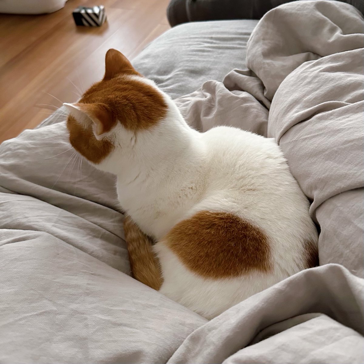 も&もちもな tweet media