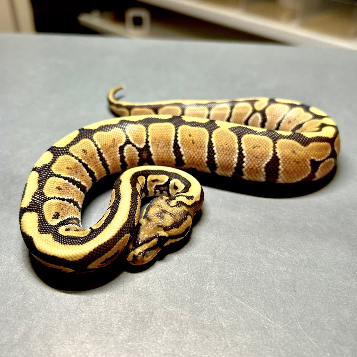 Kayo296's tweet image. Spotnose Ghost het TSK Ax♀

ゴーストの淡い発色に、スポットノーズらしい美しいパターンがしっかり乗った1匹✨
将来のTSK Axラインのプロジェクトにも相性抜群！

今日もお店は13:00-20:00オープン！

#ボールパイソン #ballpython