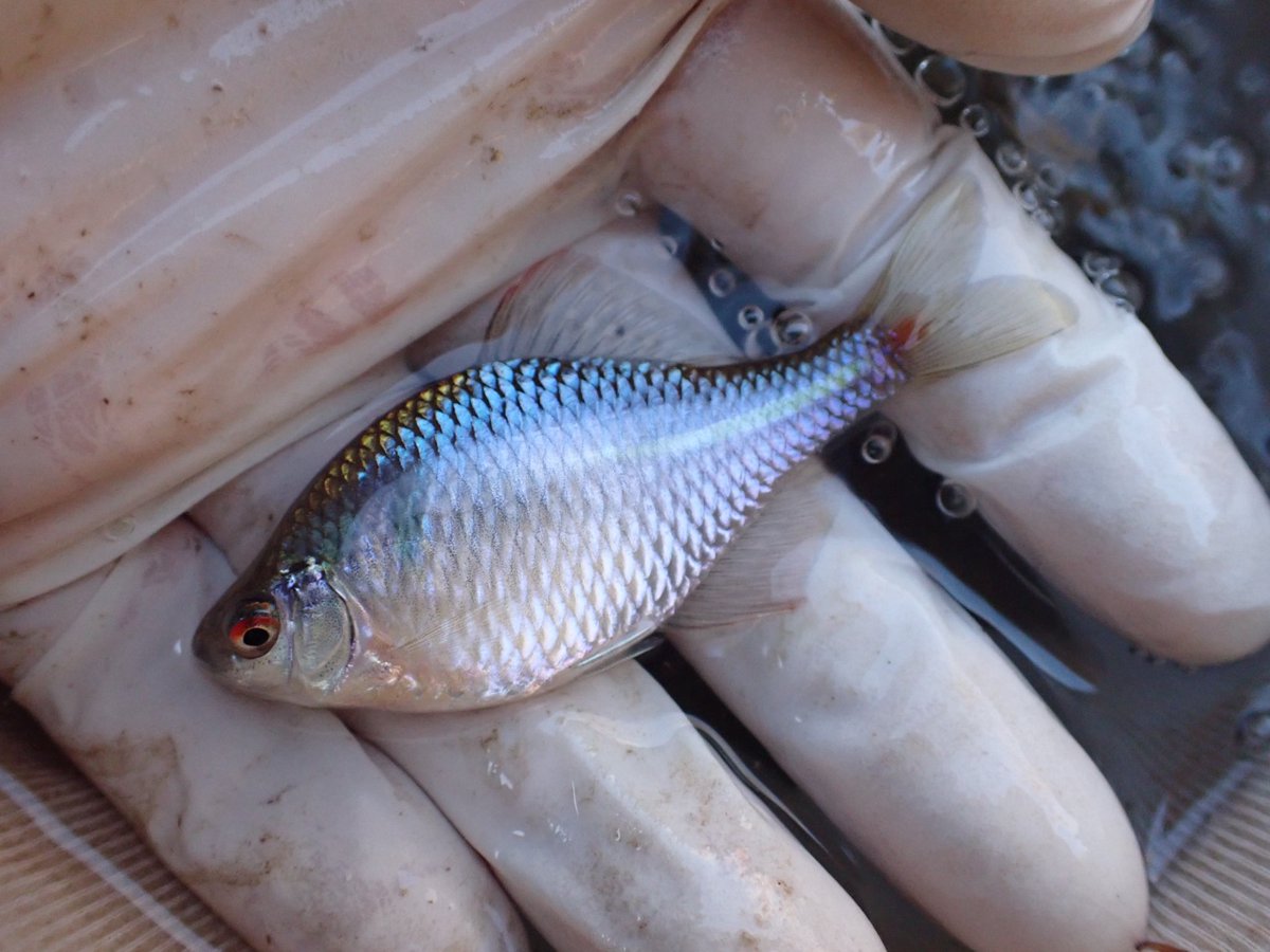 春タナゴ タナゴ釣り