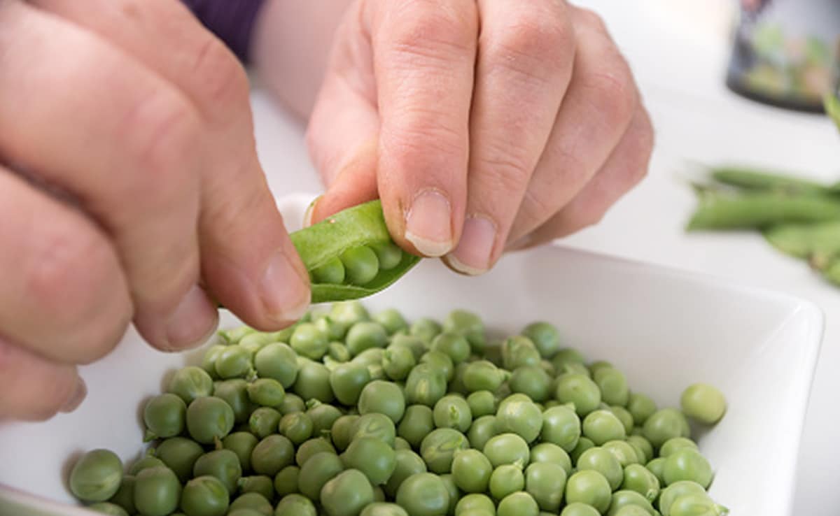 मटर उसी से छिलवानी चाहिए,जो विमय या तानसेन खाने में व्यस्त हो...

नहीं तो मटर आदि कटोरी में और आधी छिलने वालें के पेट में पहुंच जाती है,🤣

मटर छिलना काम कम और मटर खाना ज्यादा हो जाता है,जो जीतना छीलता है, उतना ही खाता भी है..!