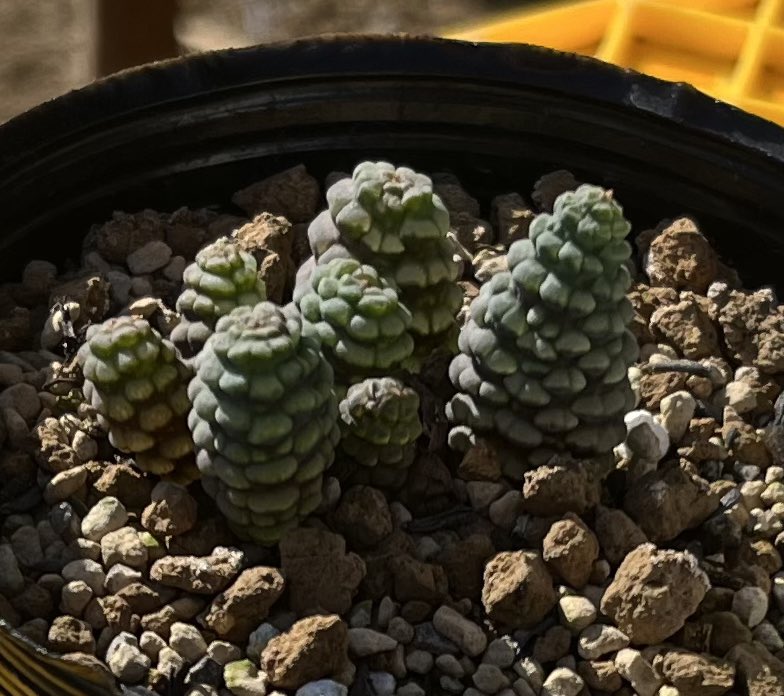 なべりん ぷらんつ【公式】 (@naberin99) / Posts / X