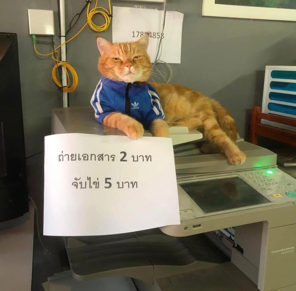 egg_family4's tweet image. 