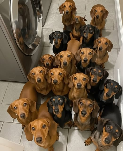 dachshundlove06's tweet image. The moment you open a cheese wrapper 😂 #dachshunds #xlifestyle