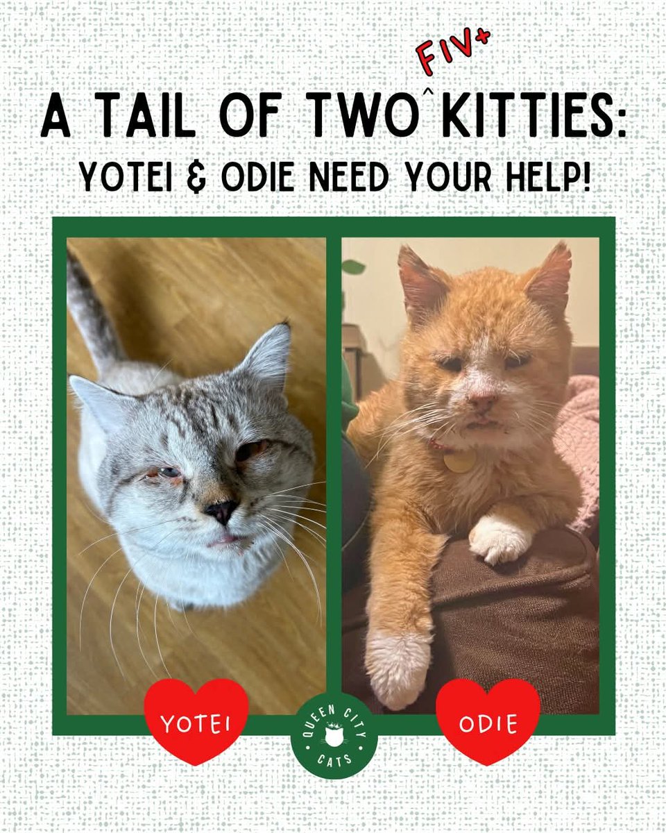 (if you have the means, please consider supporting this small local shelter in getting these two janky kitties the surgeries they need!!♡)

ig.me/2gwvsyqgL0rItIY