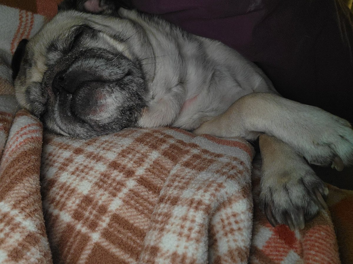 SarahPug12's tweet photo. Goodnight friends π΄ #Stella #BabyGirl #Snoooozing https://t.co/wPsiYN0xnD