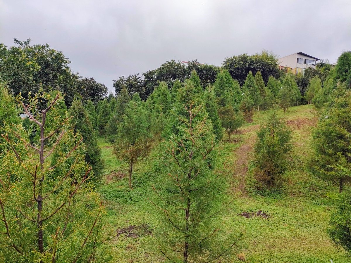 今日はクリスマスツリーを買いに行きました🎄
生えている木にそれぞれ値札が付いていて、好みの木を選んで購入し、その場で切ってもらってお持ち帰り、という流れ

なぜか毎年ツリーを買いに行く日は曇ってる☁