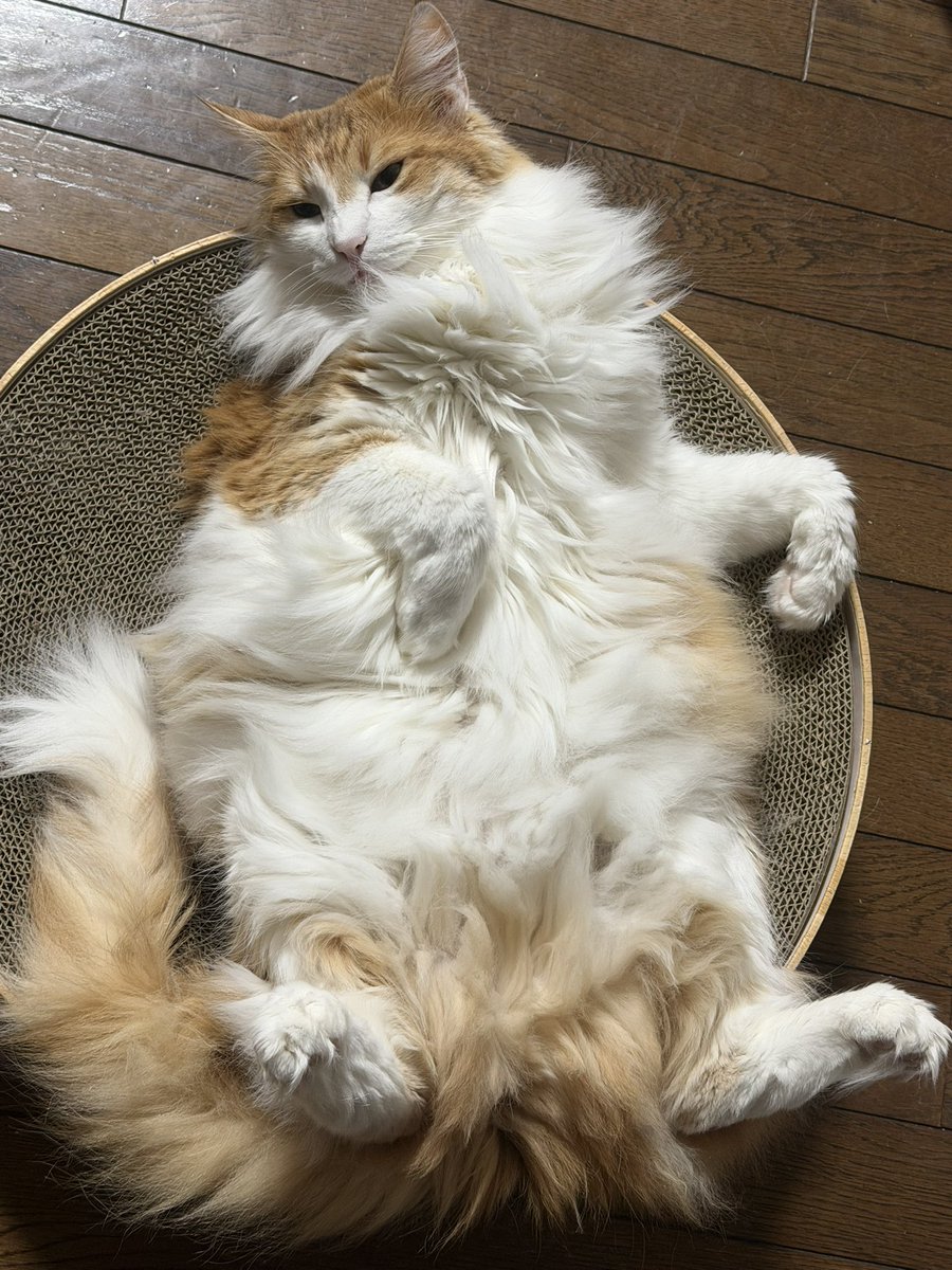 きのぴー (@kinokino1230) / Posts / X