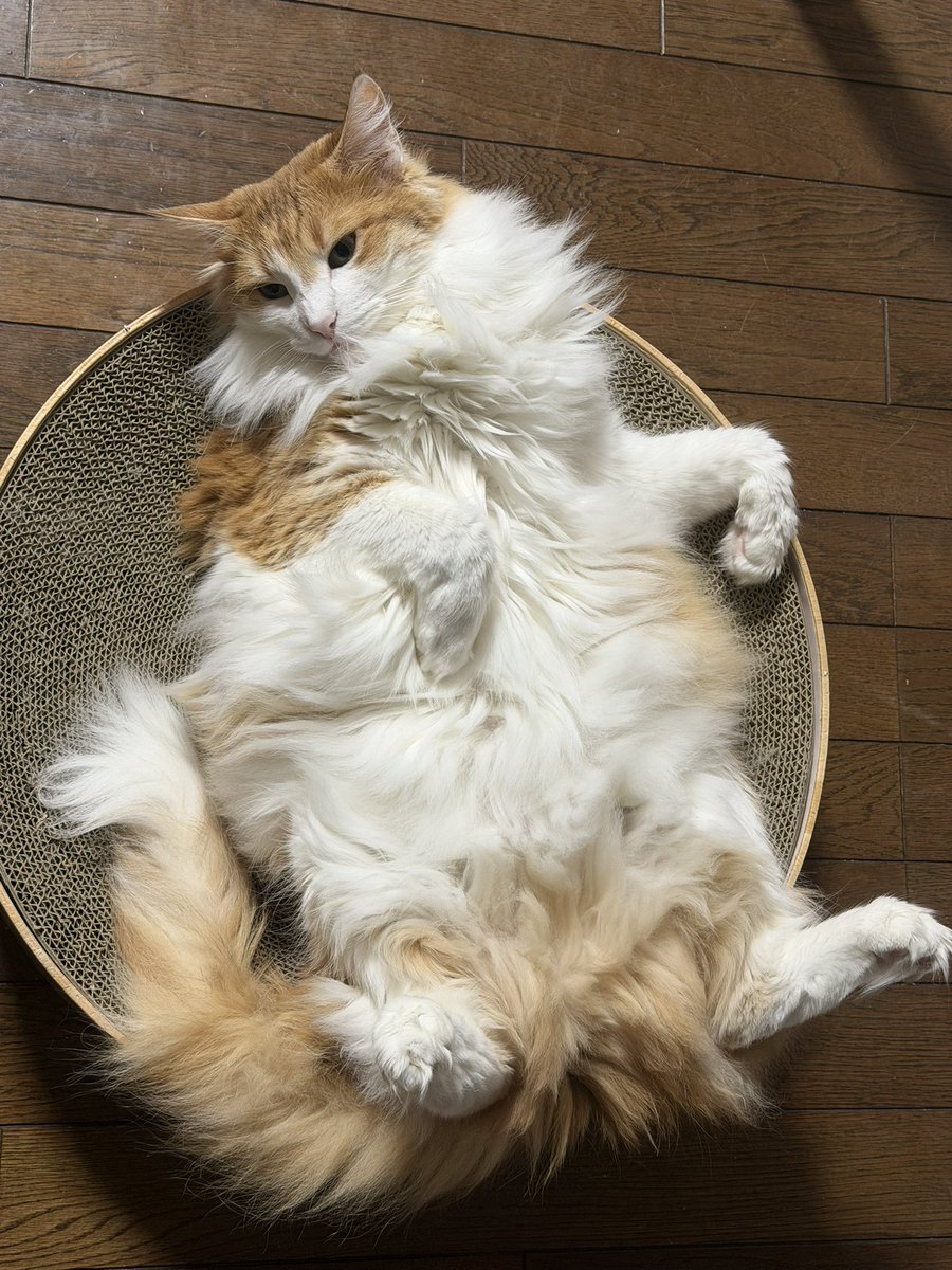 きのぴー カワサキスーパースポーツのフラッグシップモデル、Ninja ZX-10R NEW