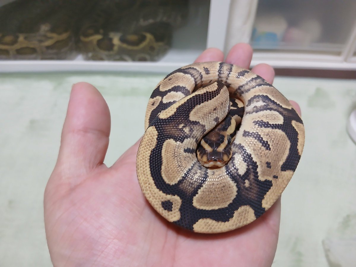 mata1177's tweet image. お店開いてます(　＾▽＾)
興味のある方は遊びに来て下さい
( =＾ω＾)
#バナナの家
#ボールパイソン
#ballpython 
#爬虫類