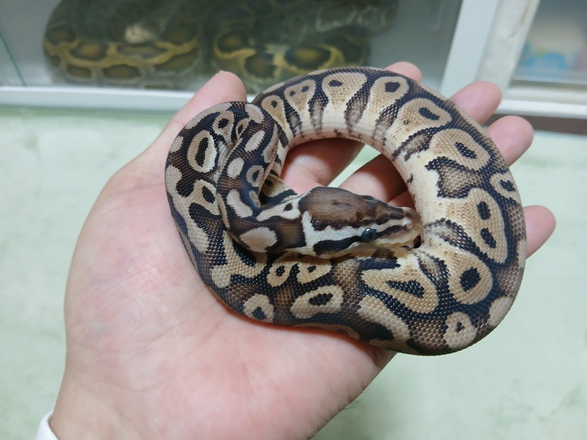 mata1177's tweet image. お店開いてます(　＾▽＾)
興味のある方は遊びに来て下さい
( =＾ω＾)
#バナナの家
#ボールパイソン
#ballpython 
#爬虫類