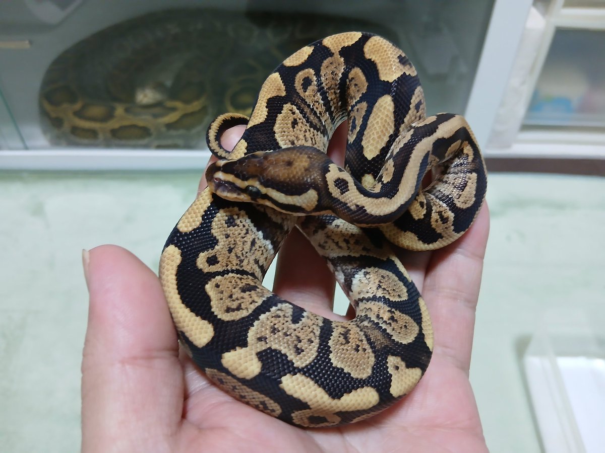 mata1177's tweet image. お店開いてます(　＾▽＾)
興味のある方は遊びに来て下さい
( =＾ω＾)
#バナナの家
#ボールパイソン
#ballpython 
#爬虫類