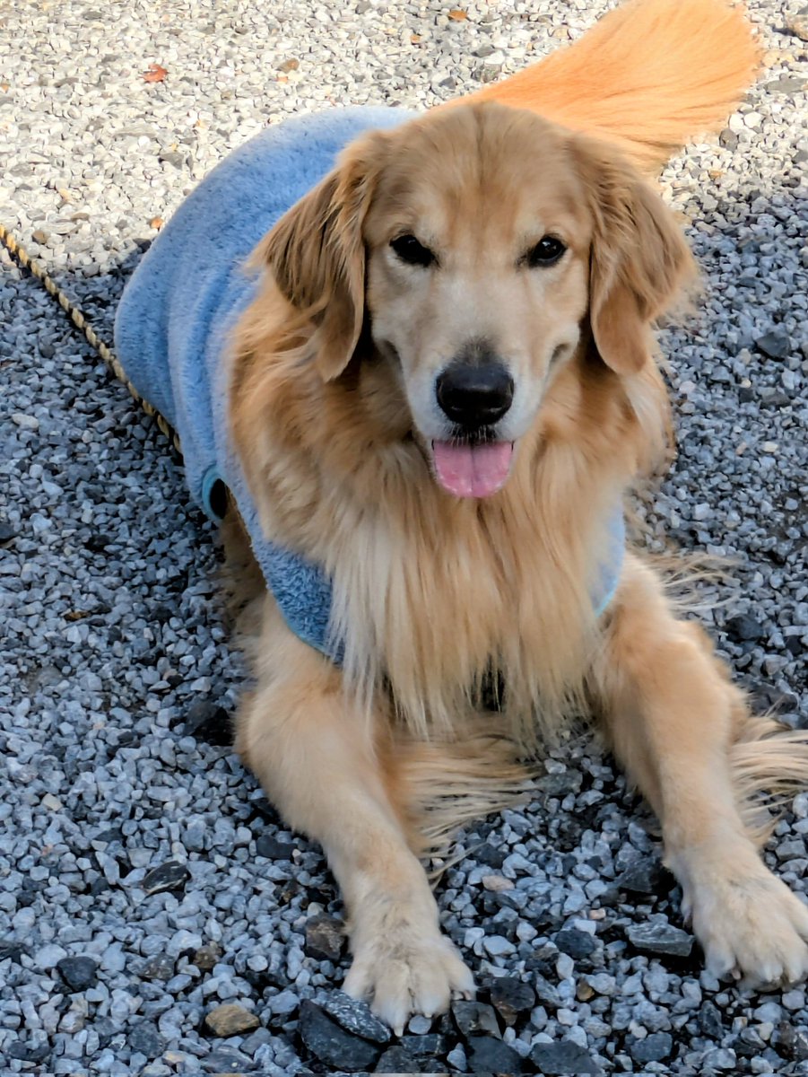 11月30日(日)16℃ おはようございます😊 今日のワンちゃん🐕‍🦺