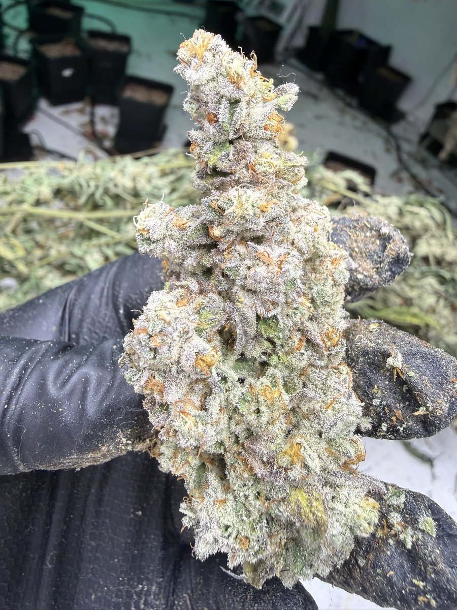 LMJ_845's tweet photo. @inhouse_genetic Just grew some masterpiece from a fem pack
Of yalls. Very good quality genetics for sure! https://t.co/XbFgl9yKch