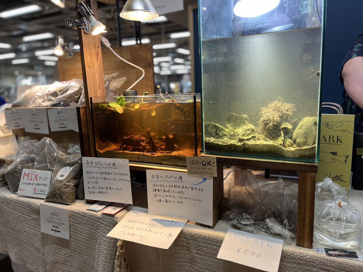 aqurim_web's tweet photo. だいぶ水も落ち着いてきました
水槽いい感じです！

#アクアリウムバス https://t.co/0nhGsTFAOF