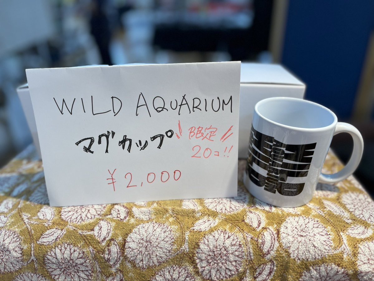 aqurim_web's tweet photo. だいぶ水も落ち着いてきました
水槽いい感じです！

#アクアリウムバス https://t.co/0nhGsTFAOF
