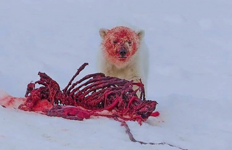 Alexander's Cartographer tweet media