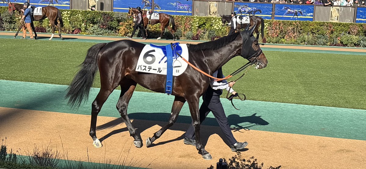 Perfect_HC's tweet image. バステール　よく詰めたが2着まで
お疲れ様

叫び疲れた、、、喉痛い
初口取りならず残念