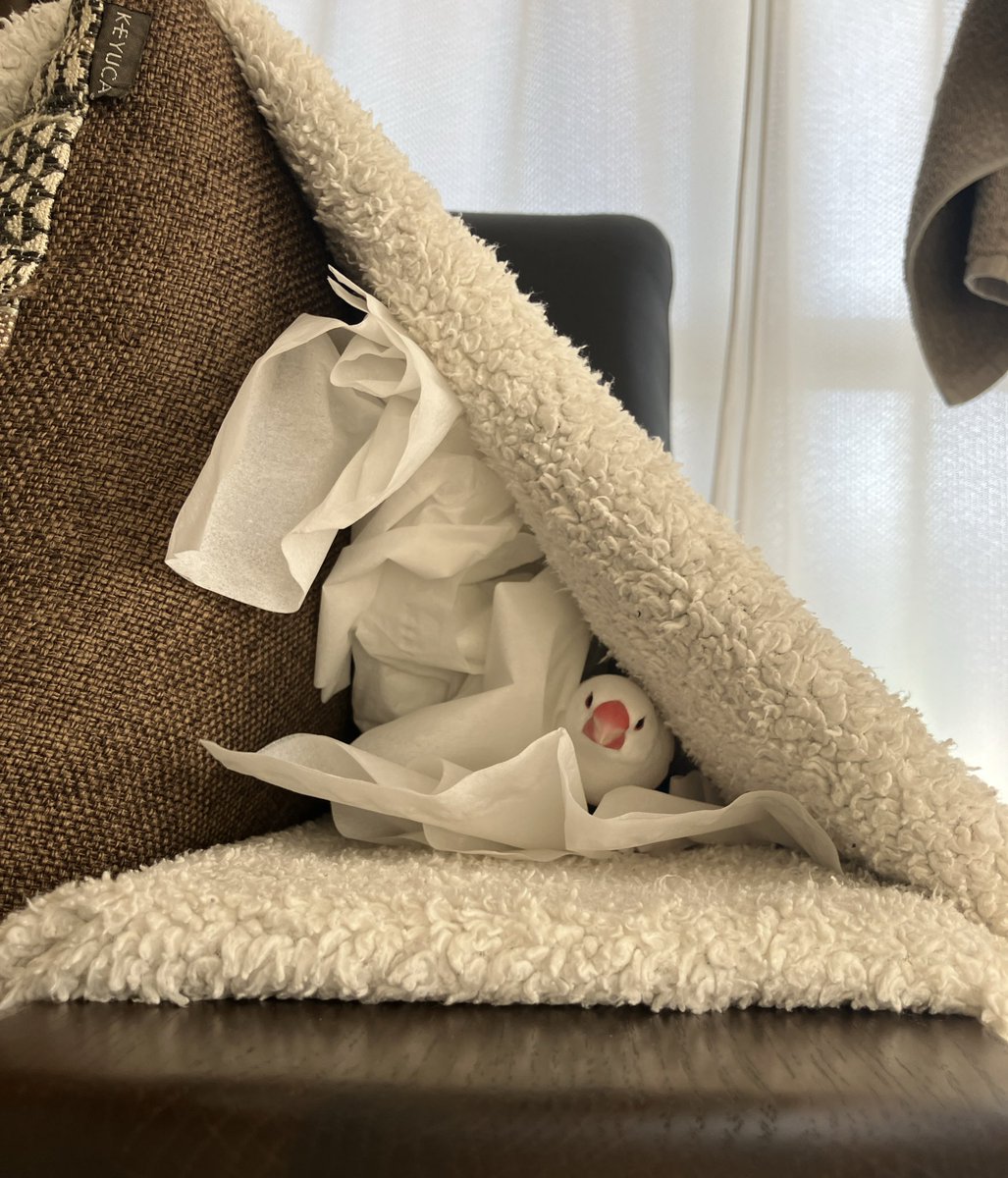 真剣にティッシュを運ぶとろちゃん