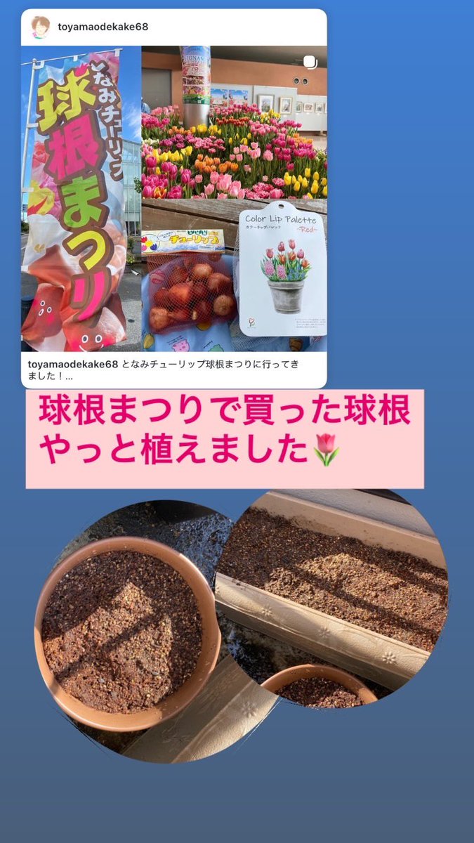 とし　球根 11月最後の晴れた日曜日 球根まつりで買った球根、冬になる前に
