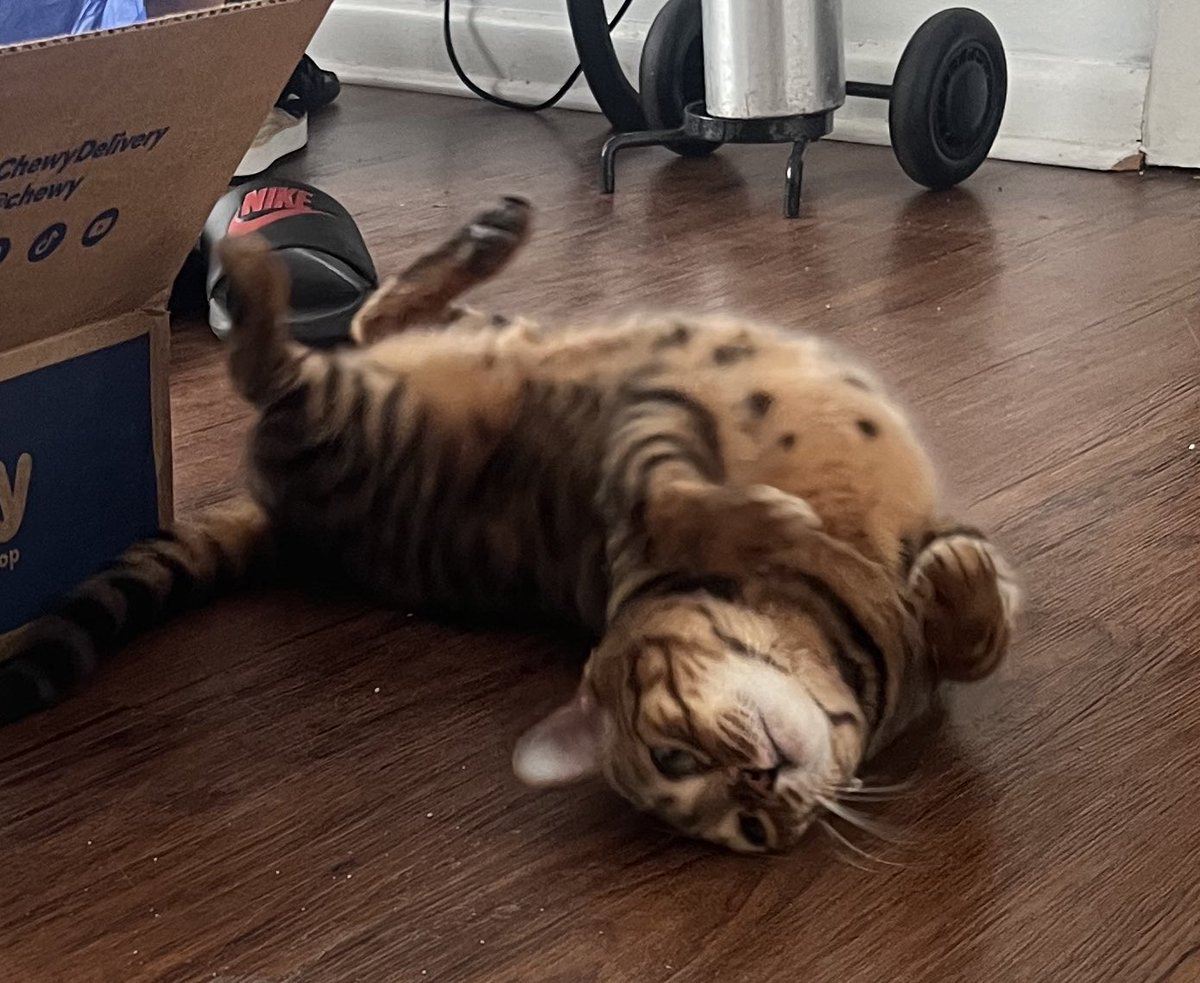 Please share 💜 🫂 

#TeamBengal #CatsOfTwitter #dogsofX