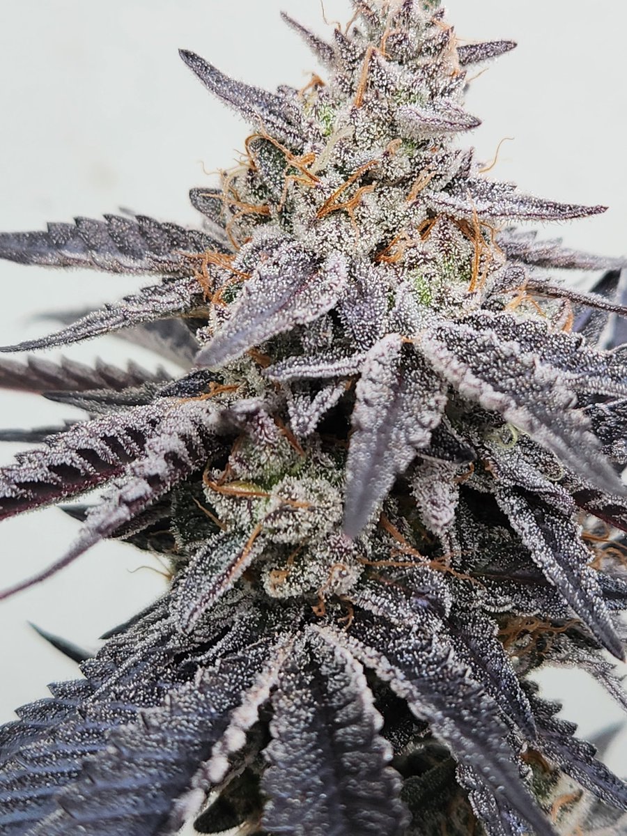 G wagon cold cure/ jam/ disposables dropping soon

🫡  Strictly Solventless x La Cabra gardens collab 

(GMO WILSON X AMG SOUR)