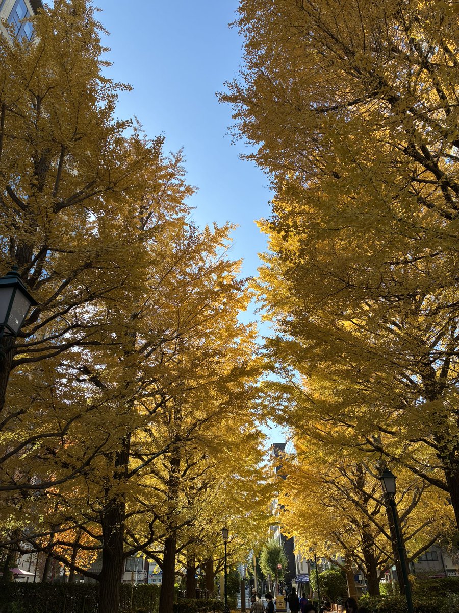 Wildkatze tweet media