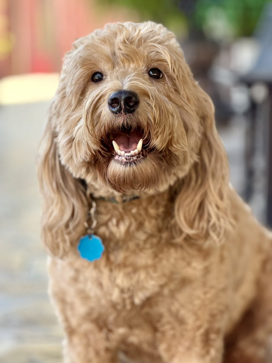 davidwattsjr's tweet image. Megs the dog. 

iPhone 17 Pro Max