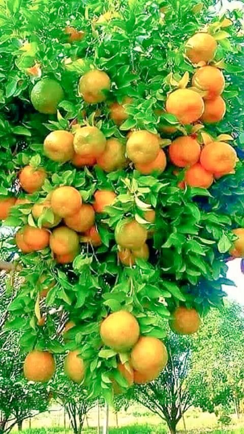 Good morning dear friends...
Happy Sunday...